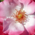 Wit - roze - Floribunda roos - Occhi di Fata